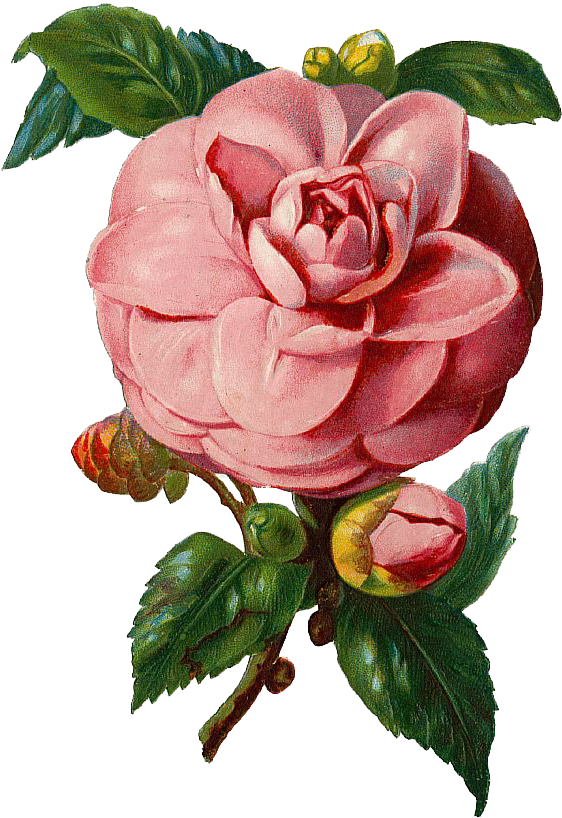 Isn't This Vintage Pink Rose Beautifulpng File With - Vintage Rose Vector Png (608x857)