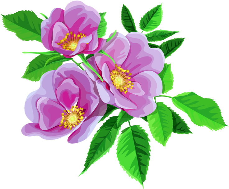 Rose Bouquet Cli̇part Transparent - Wild Rose Flower (800x635)