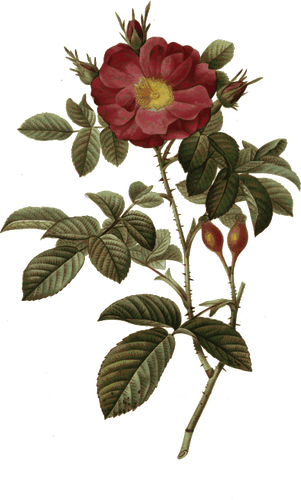 Wild Rose And Rosehips - Vintage Botanical Prints Wild Rose (301x500)
