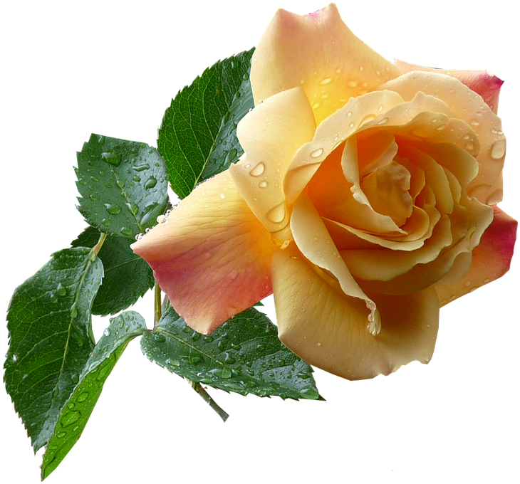 Baby Roses Cliparts - Rose (772x720)