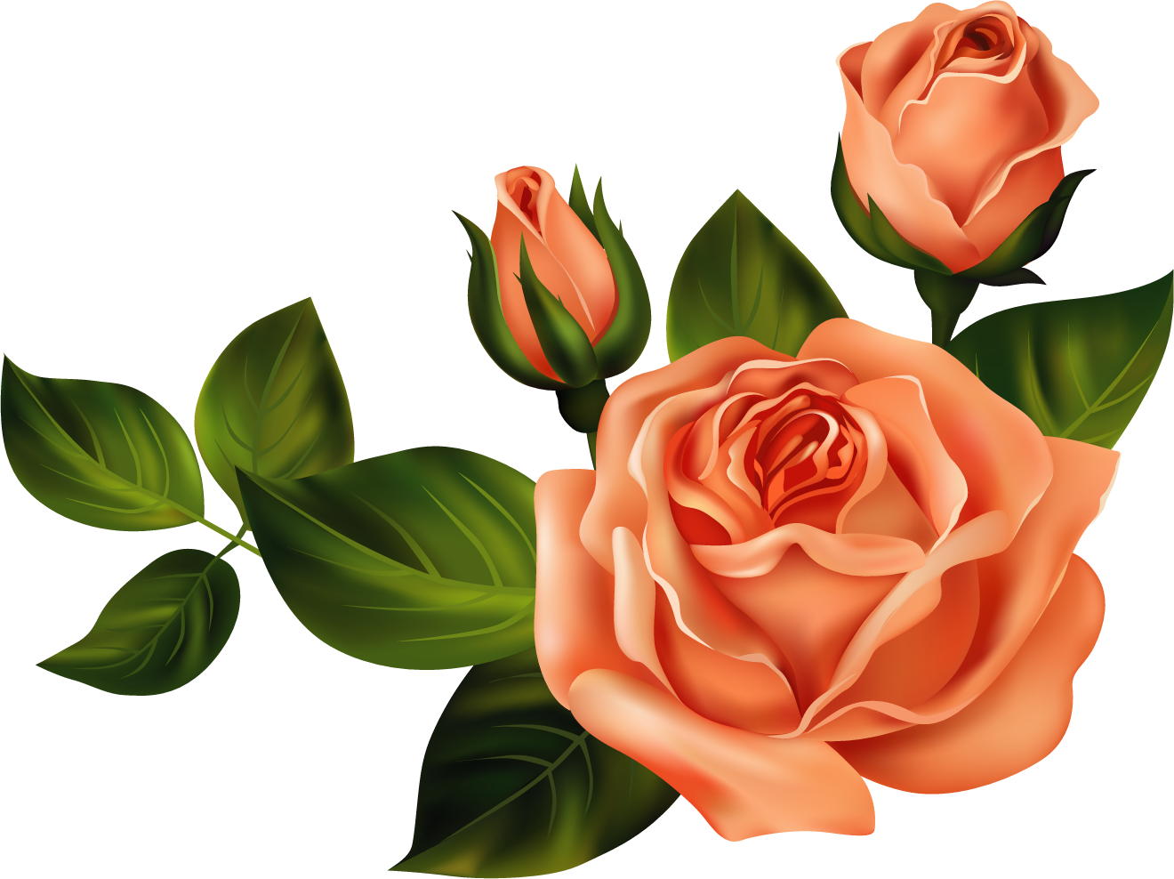 Ruže « Category - Clip Art (1320x988)