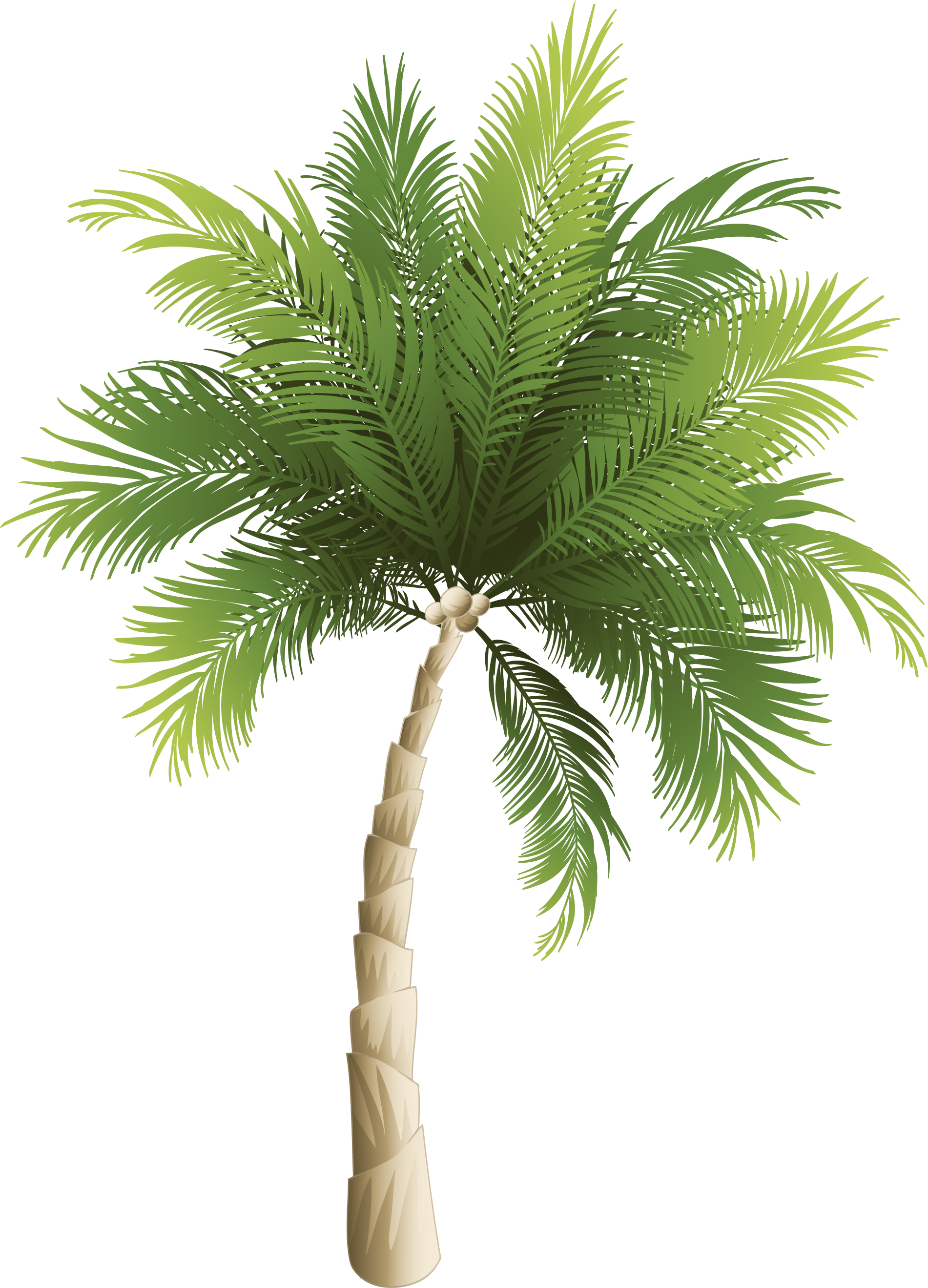 Arecaceae Coconut Phoenix Canariensis - Palm Tree Png Transparent (1901x2638)