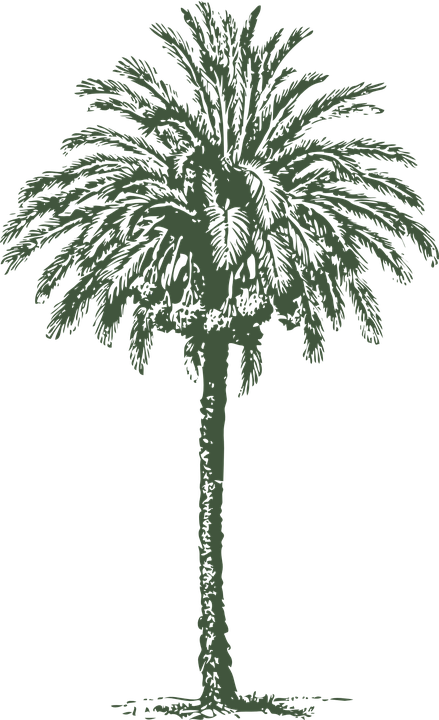 Palm Tree Png 14, Buy Clip Art - Palma De Cera Vector (439x720)