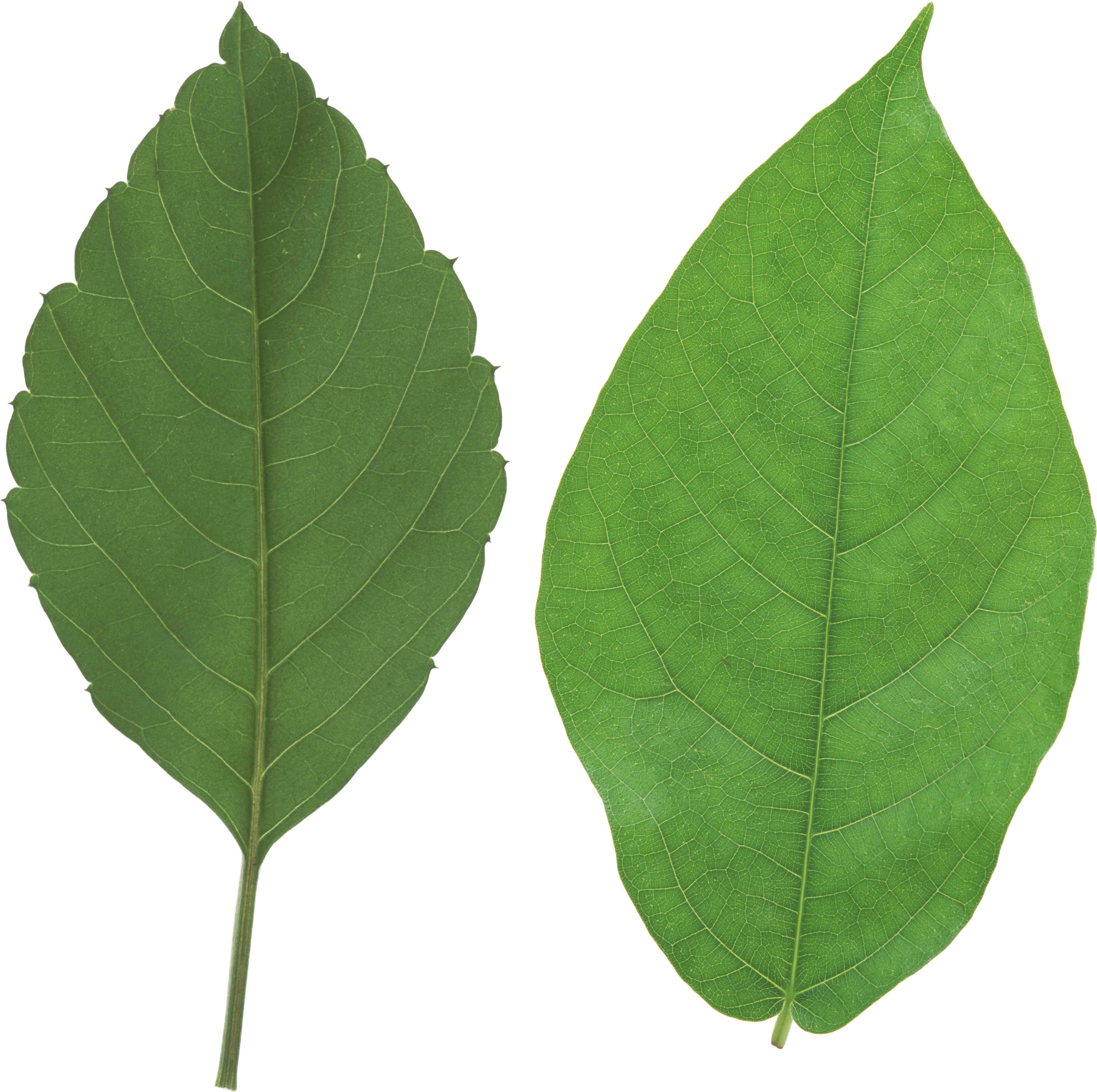 Foliage Clipart Real - Leaves Png (2878x2932)