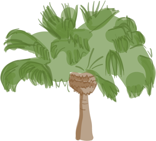 Canary Island Date Palm - Sycamore Maple (613x555)