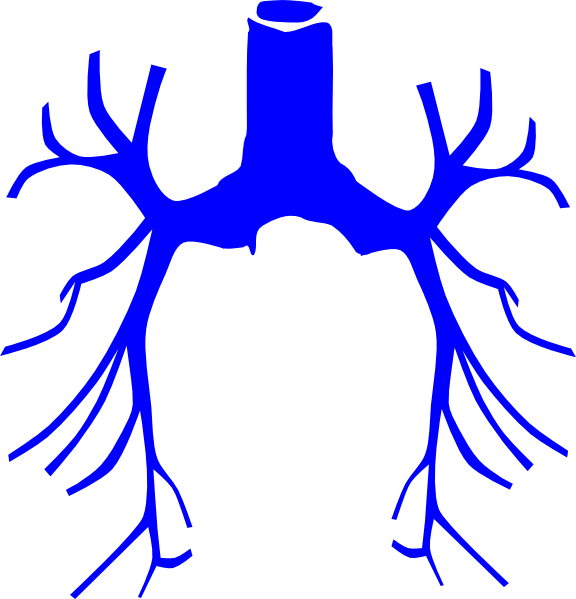 Lungs Clip Art (576x599)