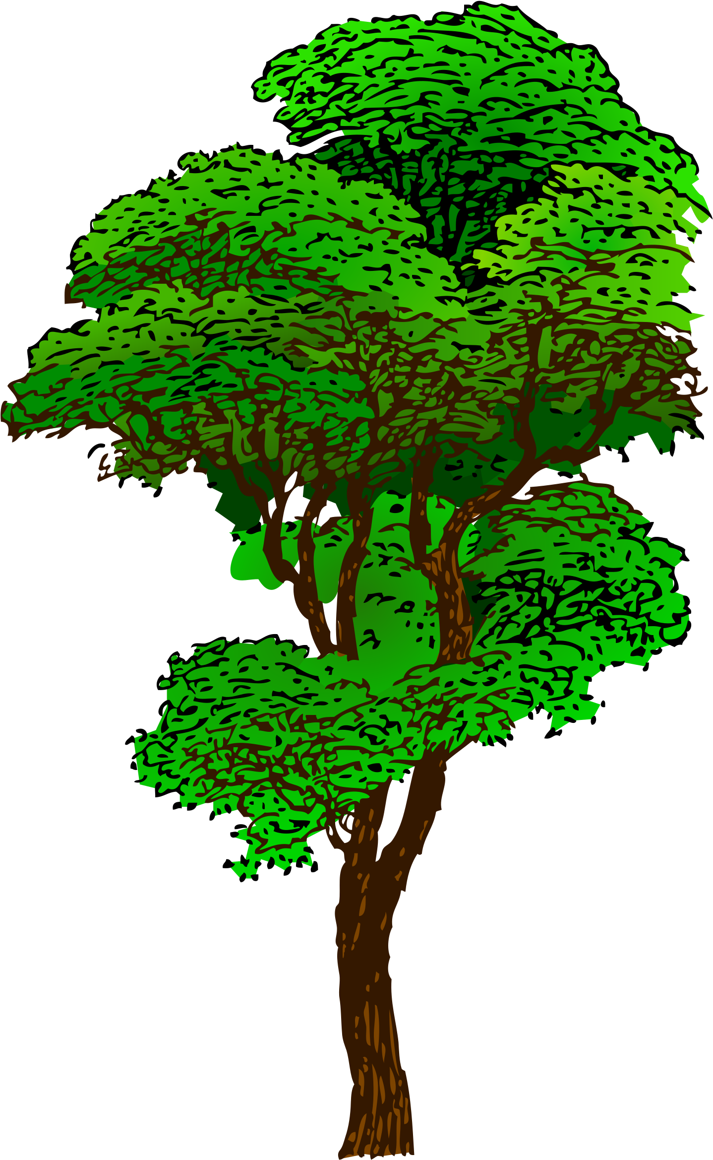 Elm Tree Svg - Rainforest Tree Clipart (1697x2400)