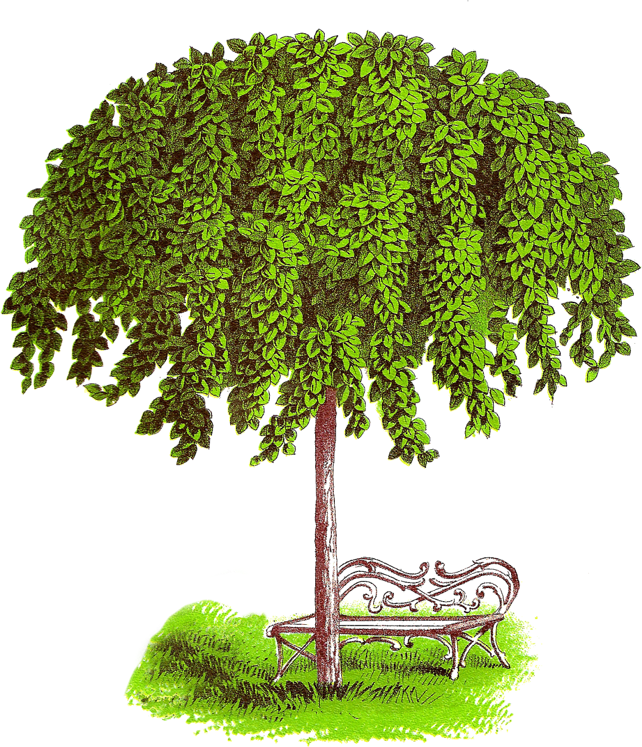 How Lovely It Would Be To Sit There In The Afternoon, - Elm Tree Clipart (1339x1600)