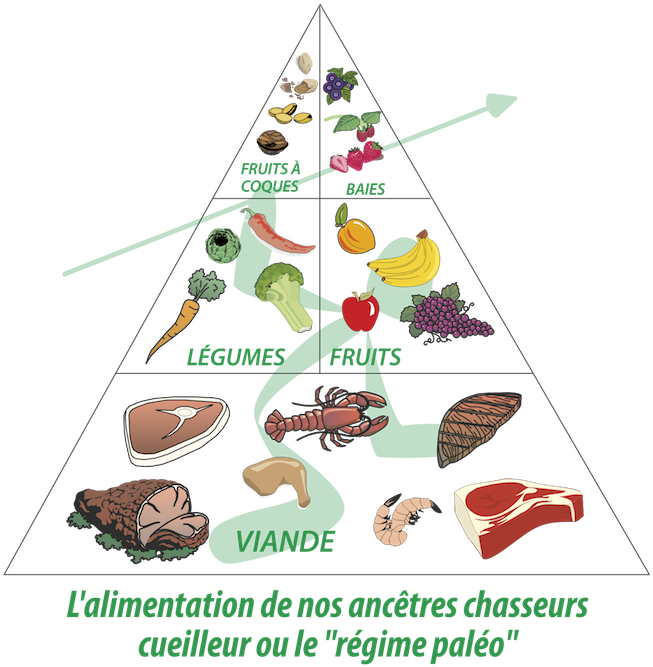 Dans Cette Courte Vidéo Nous Voyons La Différence Entre - Alimentation Des Chasseurs Cueilleurs (700x695)