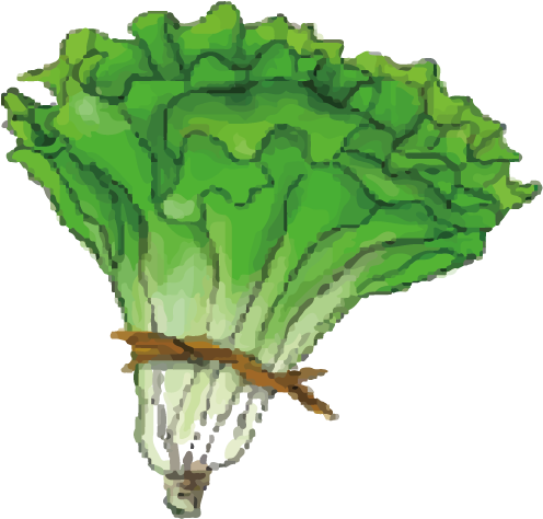 Cabbage Leaf Vegetable Lettuce - Cabbage Leaf Vegetable Lettuce (597x571)