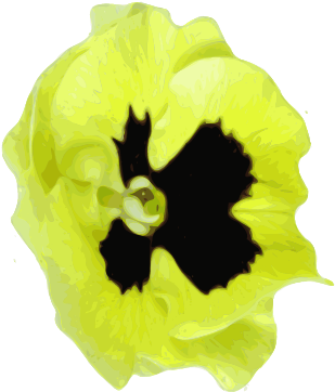 Flower Pansies Yellow Image - Gelbes Schwarzes Pansy Stein-wurfskissen Kissen (440x380)