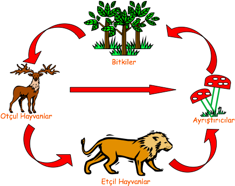 Orman Ekosi̇stemi̇ - Masai Lion (528x376)