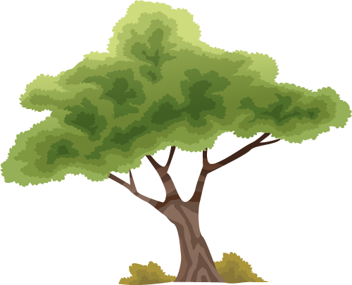 ต้นไม้ - ต้นไม้ Png การ์ตูน (500x405)