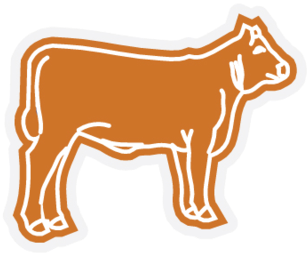 Heifer- Steer - Cattle (460x480)