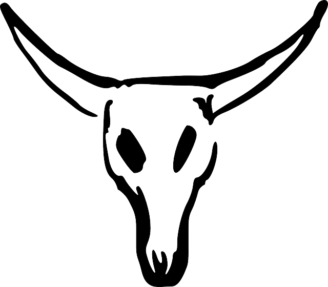 Skull, Cartoon, Cow, Cattle, Mammals, Bull - Craneo De Vaca Dibujo (640x560)