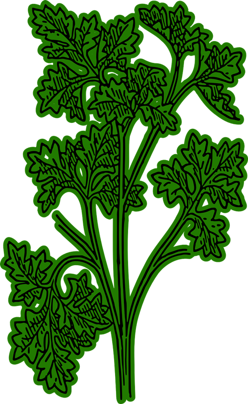Parsley Clipart Cartoon - Parsley Plant Clipart (500x815)