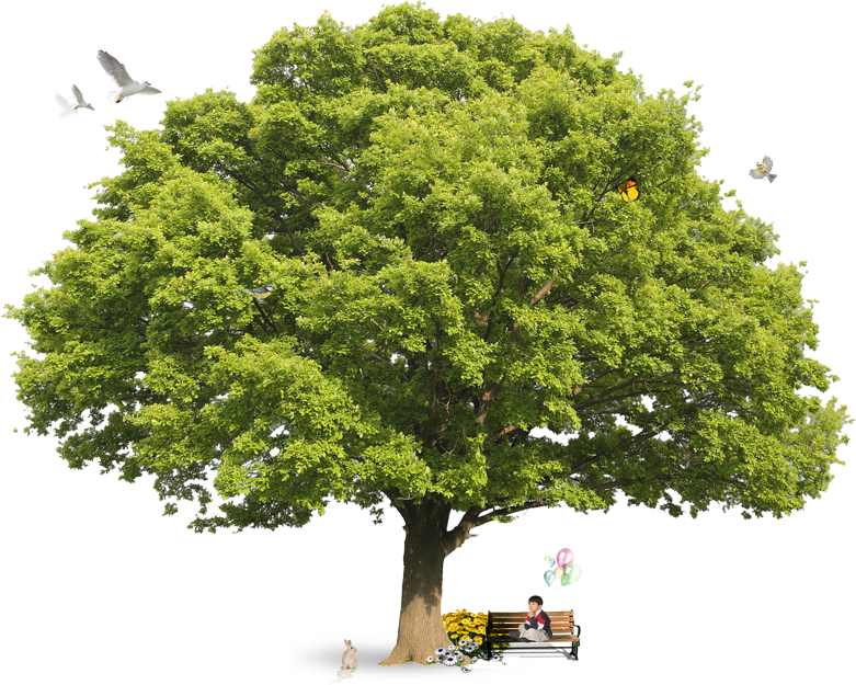 Collins Gem Trees (781x625)