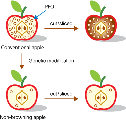 With Polyphenol Oxidase Shut Down, The Non-browning - With Polyphenol Oxidase Shut Down, The Non-browning (550x559)