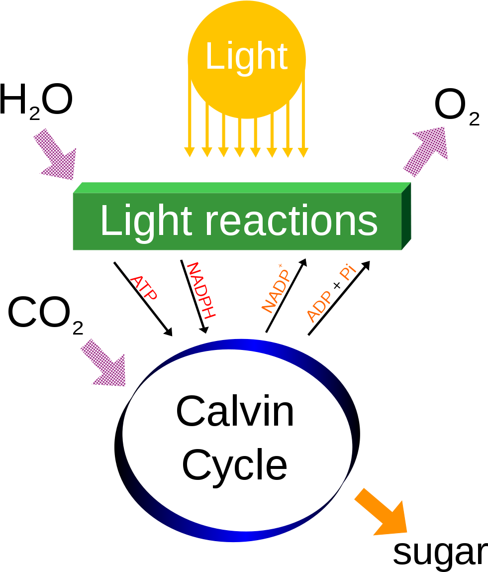 Photosynthesis Clipart - Light Dependent Reactions Definition (1000x1237)