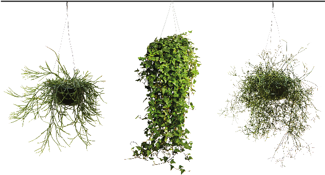 Hanging Plants Around Your Home - Pond Pine (631x358)