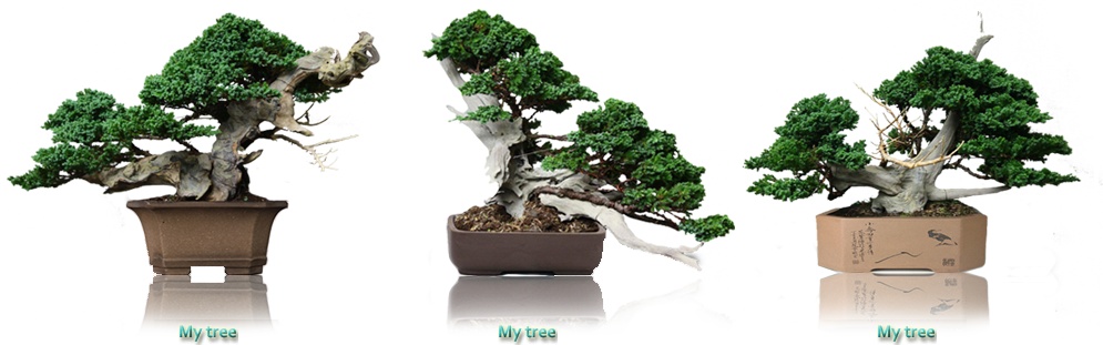 ผสมผสาน กับศิลปะ มาสู่ กระถางใบขนาดย่อม ที่เราเรียกว่า - กระถาง ต้นไม้ บอน ไซ (995x311)