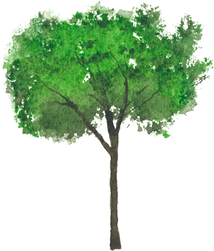 Glossy Privet (750x502)