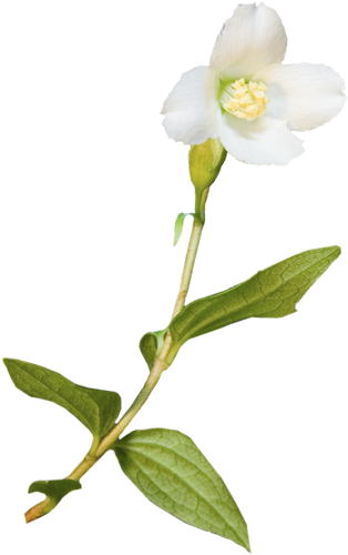 ห้ามปลูกต้นไม้ที่วัดปลูก เชื่อกันว่า เป็นของสูงและสมควรอยู่ - Dactylorhiza Insularis (400x526)