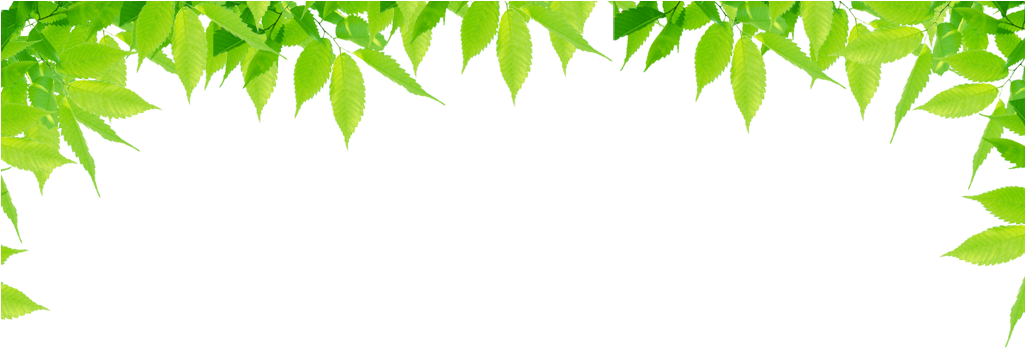 พื้น หลัง สี ขาว เขียว (1024x399)