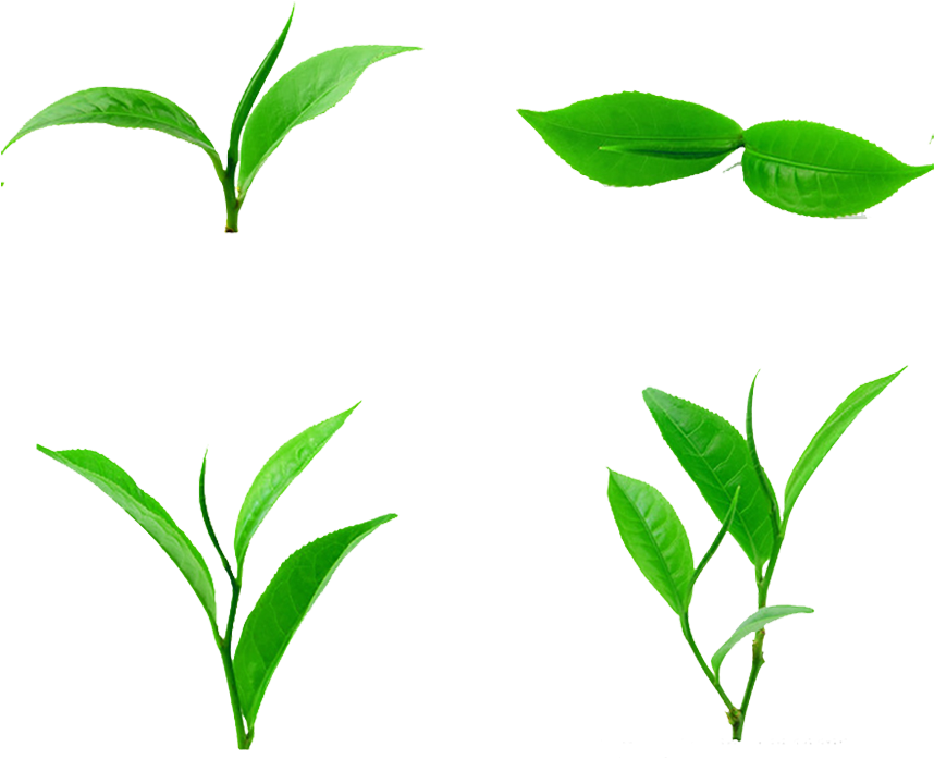 Tea Leaf Download - Poster: Sommai's Green Tea Leaf Isolated On White Background, (999x869)