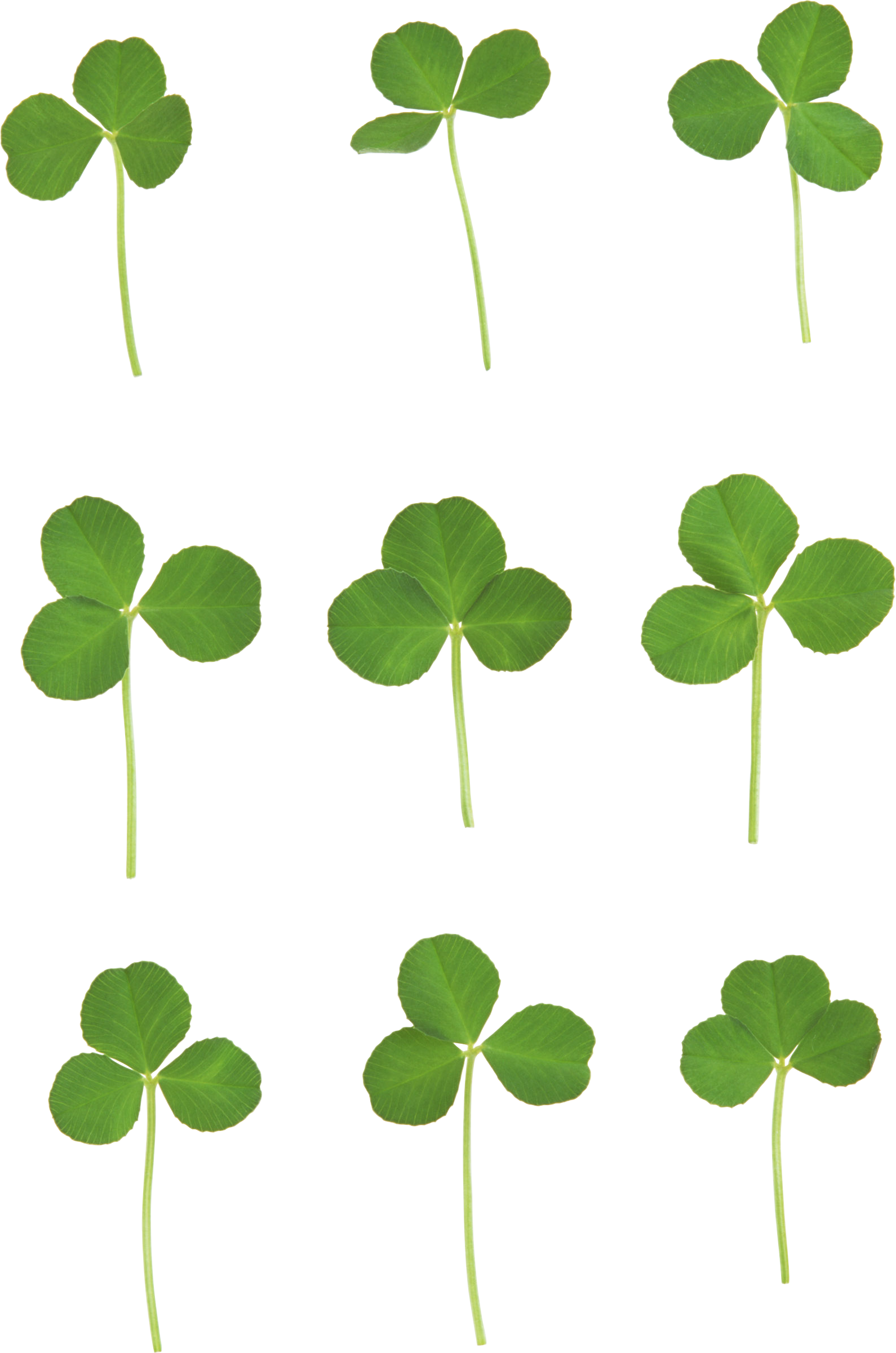 Four-leaf Clover Clip Art - Four Leaf Clover Png (1590x2402)