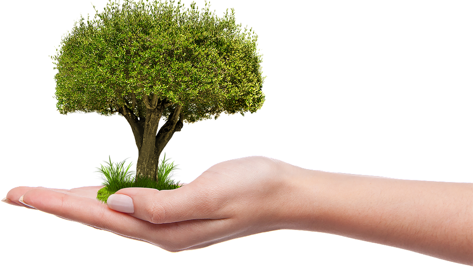 Plant A Tree Png (960x542)