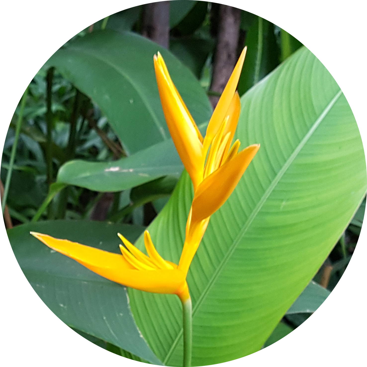 ออกเป็นช่อ แต่ละช่อจะมี 4-8 ดอก เช่น สีเหลือง ส้ม แดง - ต้น ธรรม รักษา (1476x1476)