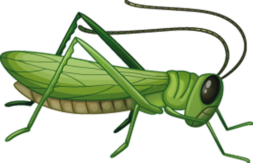 Grasshopper Png - Grasshopper Clipart Png (500x323)