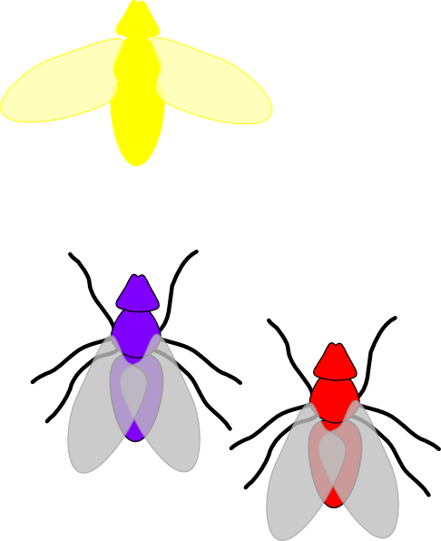 Firefly Bug Clip Art At Clker - Firefly Cliparts Png (486x596)