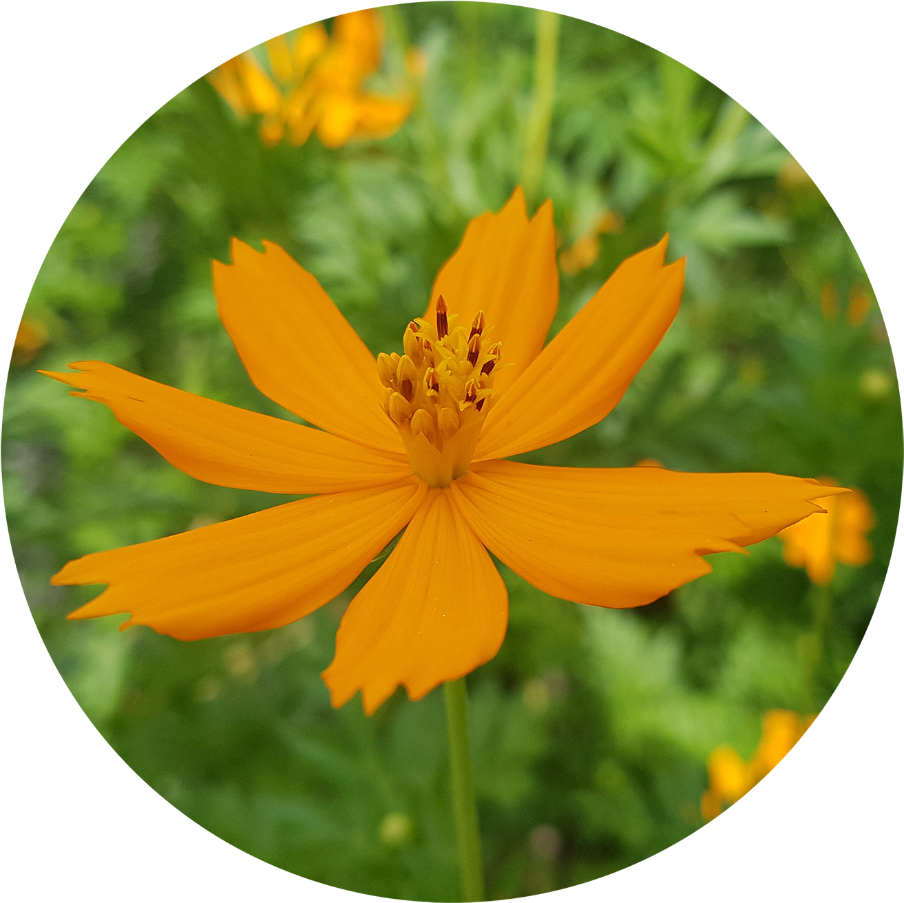 ต้นดาวกระจาย ดอกมีขนาดเล็กกว่า เป็นพรรณ แต่ด้วยสีสรรที่จัดจ้าน - Cosmos Caudatus (1500x1500)