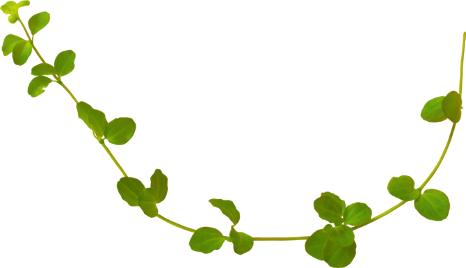 Leaf Rattan Vine Calameae - Leaf Rattan Vine Calameae (670x385)