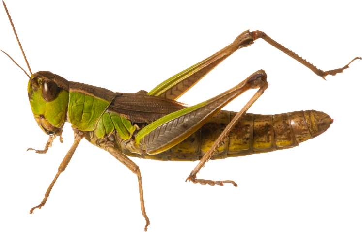 Chapulines Png (747x479)