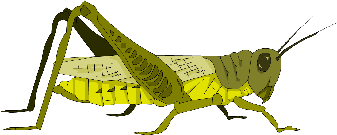 Below Is A Rendering Of The Page Up To The First Error - Oecanthidae (1098x478)