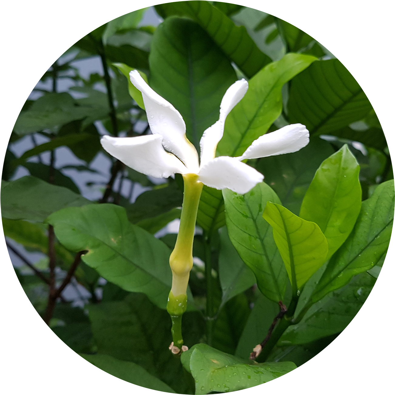 ขนาดความสูง 4-5 เมตร ทรงมีลักษณะเป็นพุ่ม โปร่ง ใบค่อนข้างใหญ่ - Gardenia (1500x1500)