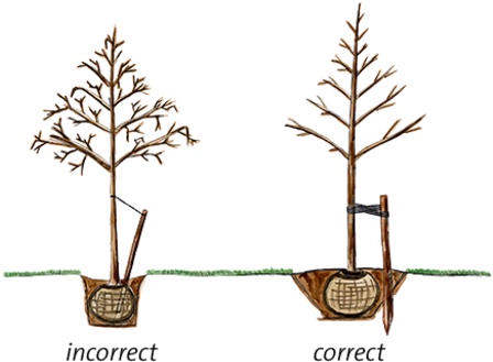 It's Better To Plant A Tree Too High Than Too Low - Tree (580x360)