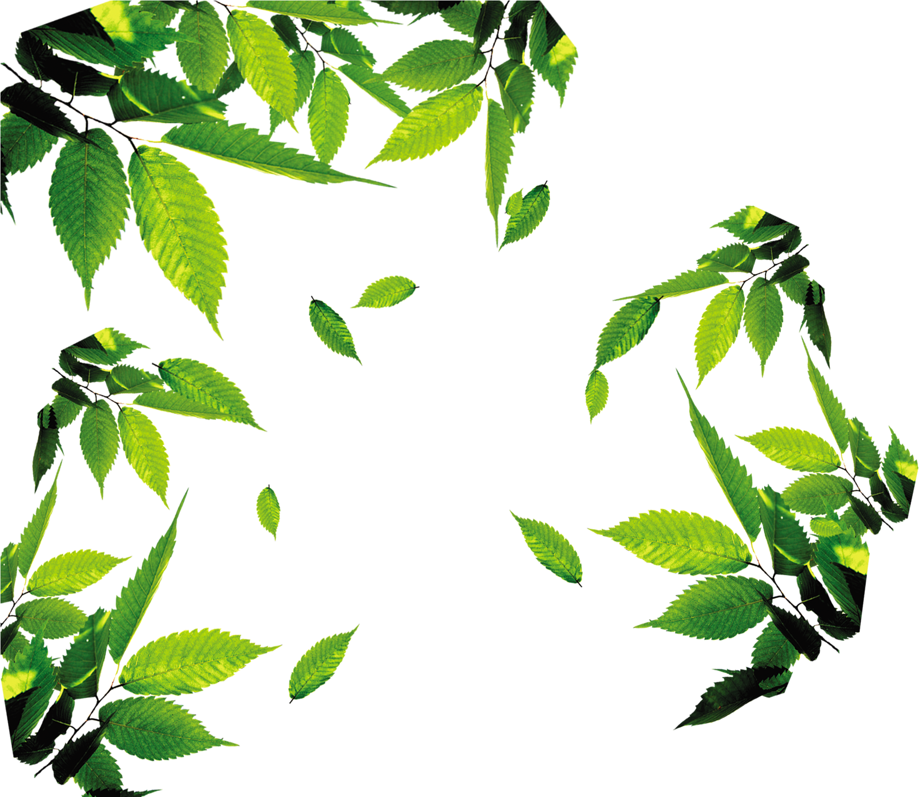 Leaf Download Icon - Tea Leaves Png (1920x1636)