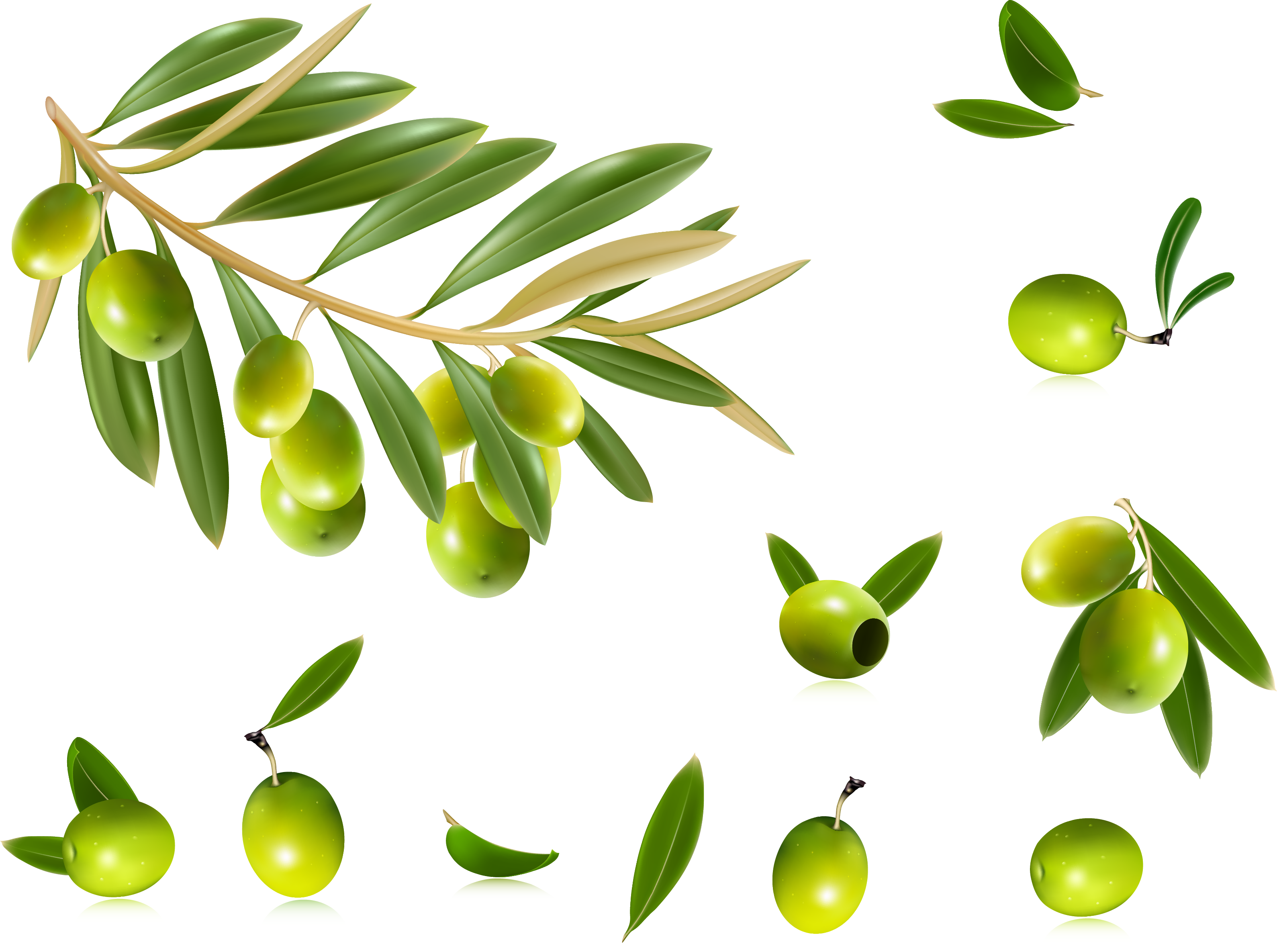 Olive Oil Olive Leaf Clip Art - Olive Vector Free (3179x2370)