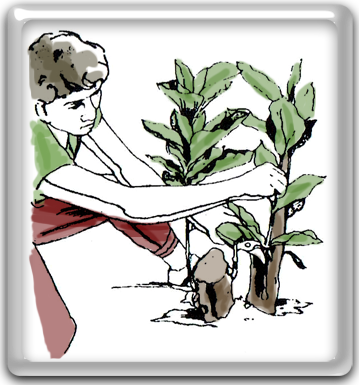 Remove All Sprouts That Grow Below The Graft Union - Illustration (359x385)