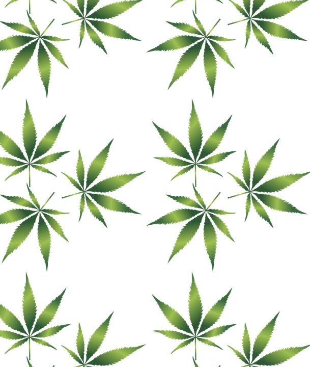 Weed Plant Drawing 23, Buy Clip Art - Transparent Background Cannabis Png (609x720)