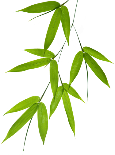 Wallpaper With Bamboo Leaf Motif - Bamboo Leaves Vector Png (375x504)