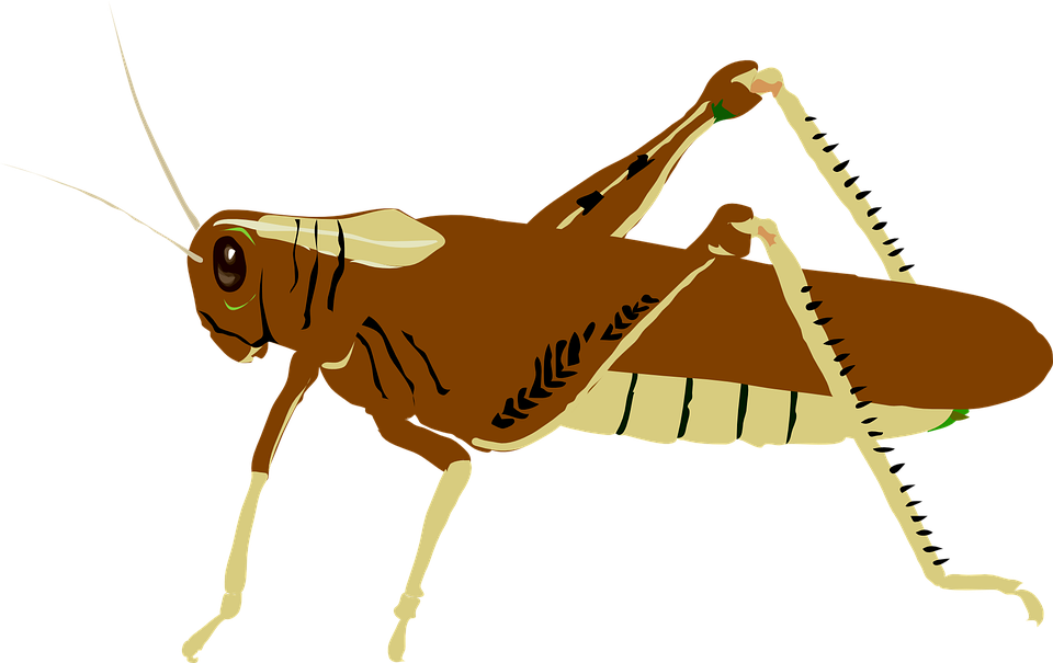 Australian Plague Locust Clip Art At Clker - Grasshopper Clip Art (960x605)