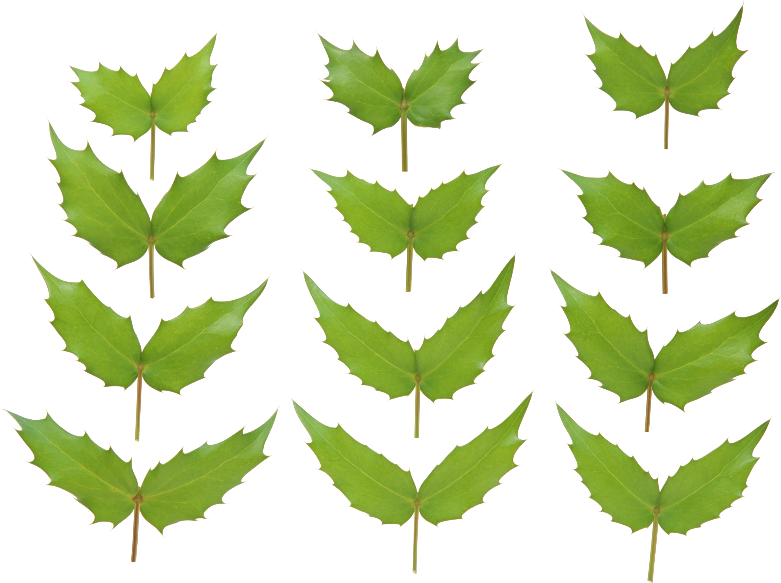 Green Leaf Png - Green (2610x1949)