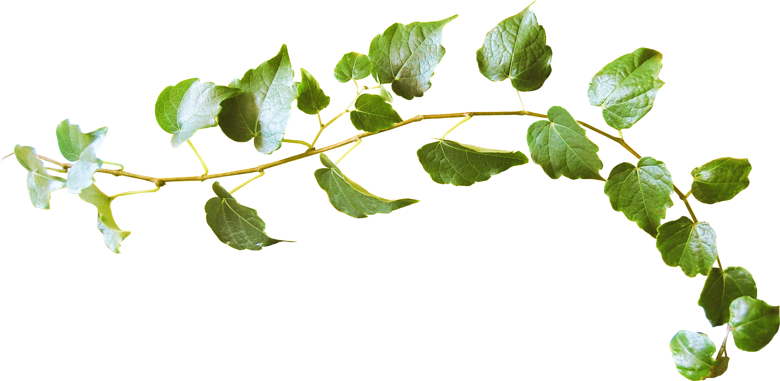 Leaf Twig World Wide Web - Leaves Twig Png (2720x1382)