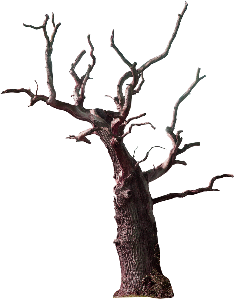 Tree Branch Snag - Tree Branch Snag (800x1002)