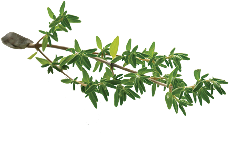 Thyme-leaf - Thyme Leaf Png (500x370)
